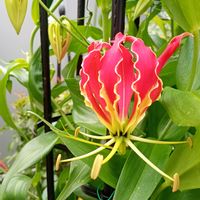 グロリオサ,球根植物,癒し,繋がりに感謝,ほっこり笑顔にの画像