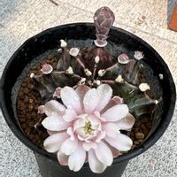 サボテン,黒牡丹玉,ブラックウィドウ,サボテン科,サボテンの花の画像