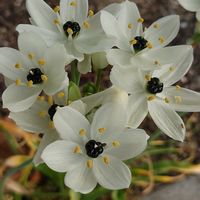 オーニソガラム,植物探しのｳｫｰｷﾝｸﾞ✾の画像