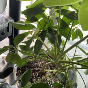 シェフレラ,カポック,観葉植物,100均観葉植物,植物大好きの画像