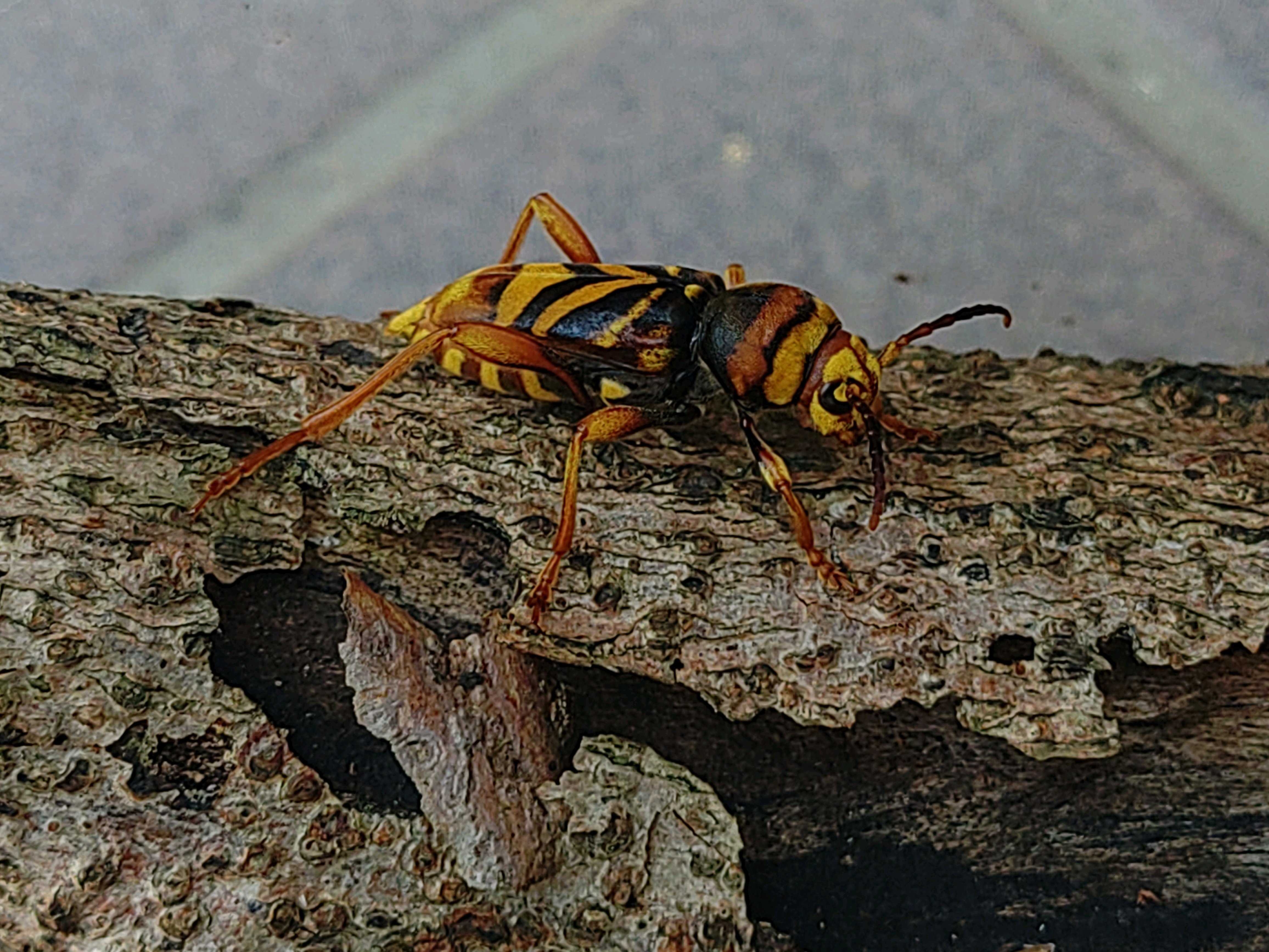 誰もが騙される⁉️😳見た目🐝蜂‼️目を疑う👀擬態能力‼️トラフ