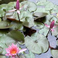 スイレン,モミジ,モミジ,ササ,ササの画像