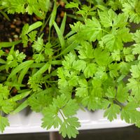 チャービル,ハーブ,いい香り,ありがとう,世界平和の画像