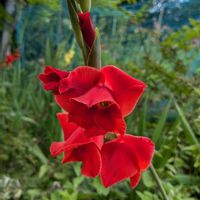 グラジオラス,千代田の松,小さな幸せ♡,みんなが健康に〜〜♡,花の色が美しいの画像