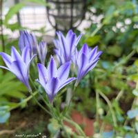 トリテレイア,ロシアンセージ,ハーブ,地植え,球根植物の画像