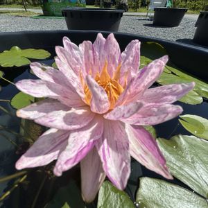 睡蓮,温室,掛川花鳥園,亜属間交配睡蓮,亜属間交配種ノース・スターの画像