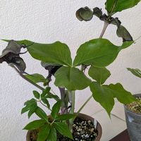 ウラシマソウ,ムサシアブミ,ウラシマソウ（サトイモ科）,ウラシマソウ(浦島草),武蔵鐙（ムサシアブミ）の画像