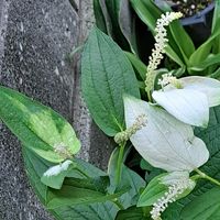 ハンゲショウ,白粉花,白粉花,ﾌﾞﾗｯｸﾍﾞﾘｰ.,ﾊﾝｼｮｳｹﾞの画像