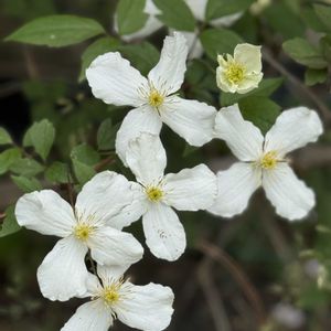 クレマチス,ルピナス,クレマチス モンタナ,実家の庭,白い水曜日♡の画像