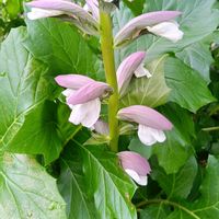 アカンサス,エニシダ,キョウチクトウの画像