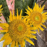 グラジオラス,サンスベリア,ヒマワリ,ズッキーニ,キュウリ 夏すずみの画像