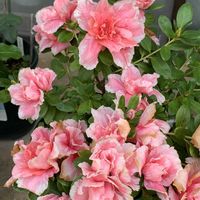 アザレア,ツツジ科,沖縄,おうち園芸,木曜日は木に咲く花の画像