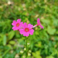 クリンソウ,クリンソウ,クリンソウ, 山野草,北海道の画像