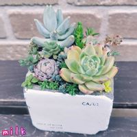 ブロウメアナ,パリダム,若緑,ダシフィルム,エリコイデスの画像