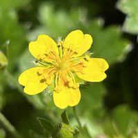 ミヤマキンバイ,ミヤマオダマキ,山野草,会津磐梯山,ほんとうの空のある福島の画像