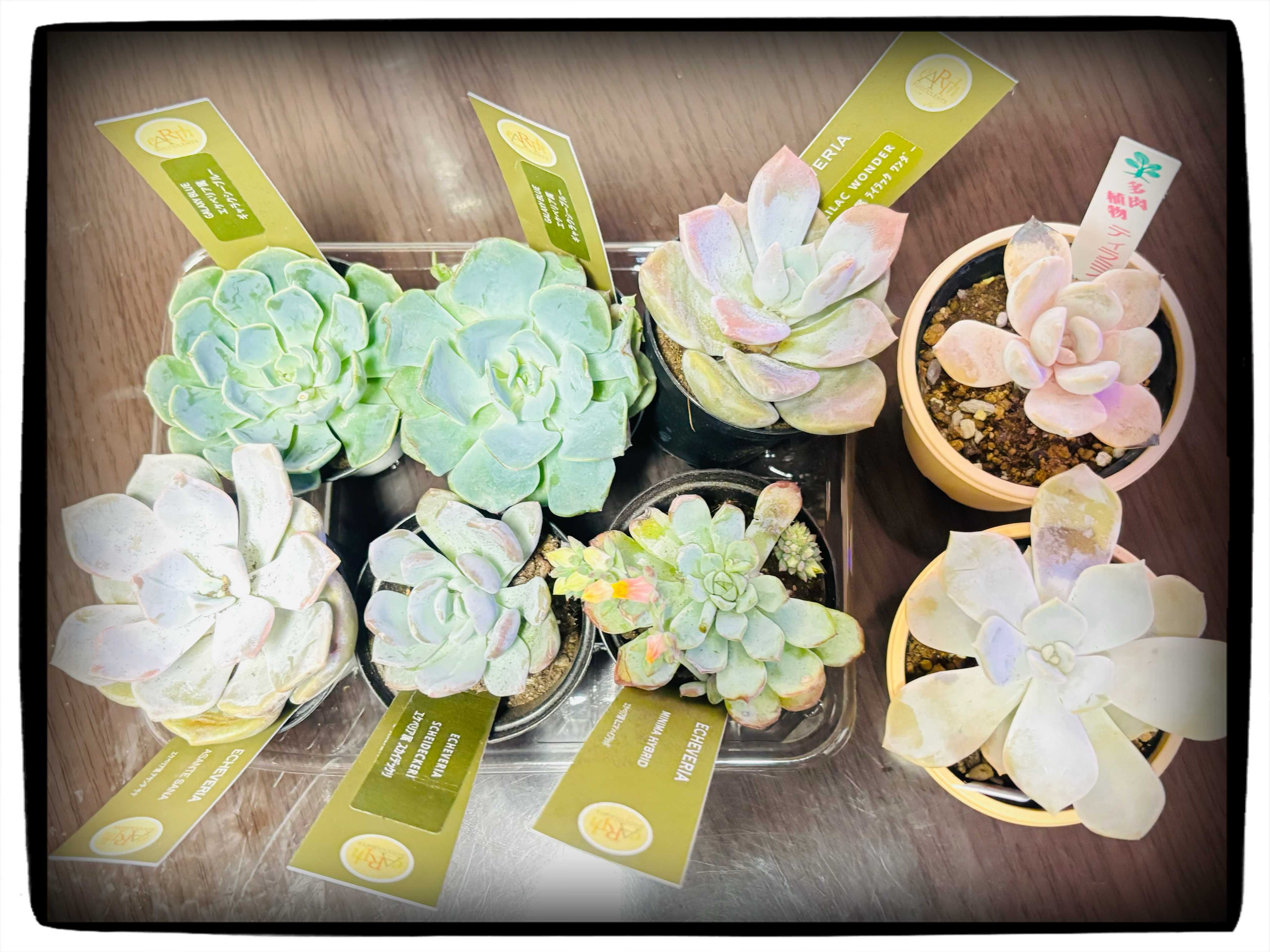 ギャラクシーブルーの一覧｜🍀GreenSnap（グリーンスナップ）