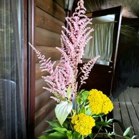 アスチルべ,ハンゲショウ(半夏生),ハンゲショウ(半夏生),アキレアコロネーションゴールド,今日のお花の画像