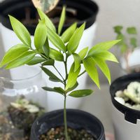 ナギ,バルコニー/ベランダの画像