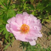 スイレン,友禅菊,アナカンプセロス吹雪の松,マツバボタン(松葉牡丹),我が家のお花たちの画像