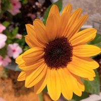 ヘメロカリス,ミルキーウェイ,宿根フロックス,サンビリーバブル,大人の自由研究の画像