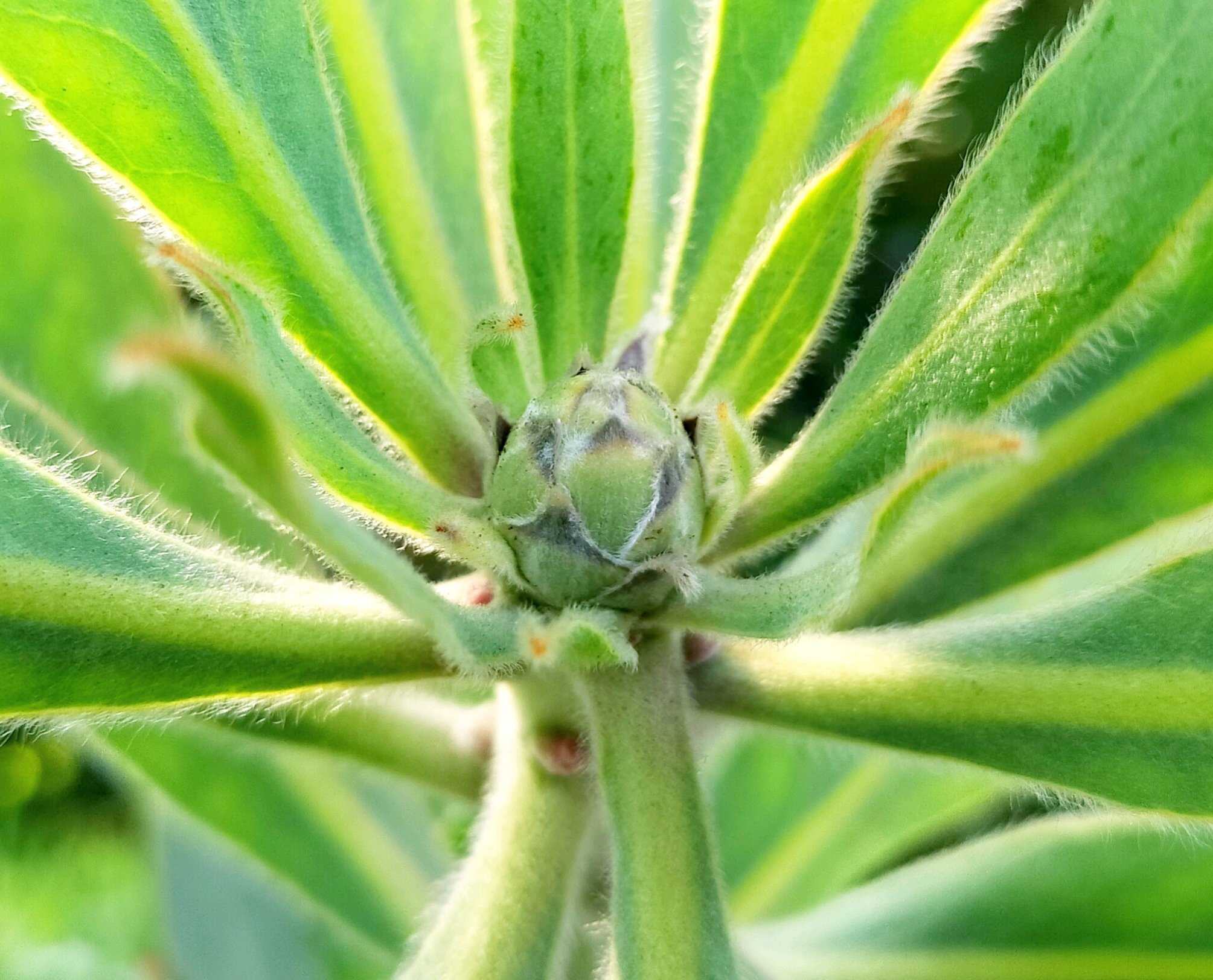 プロテア スサラ　1 プロテア スサラの一覧｜🍀GreenSnap（グリーンスナップ）