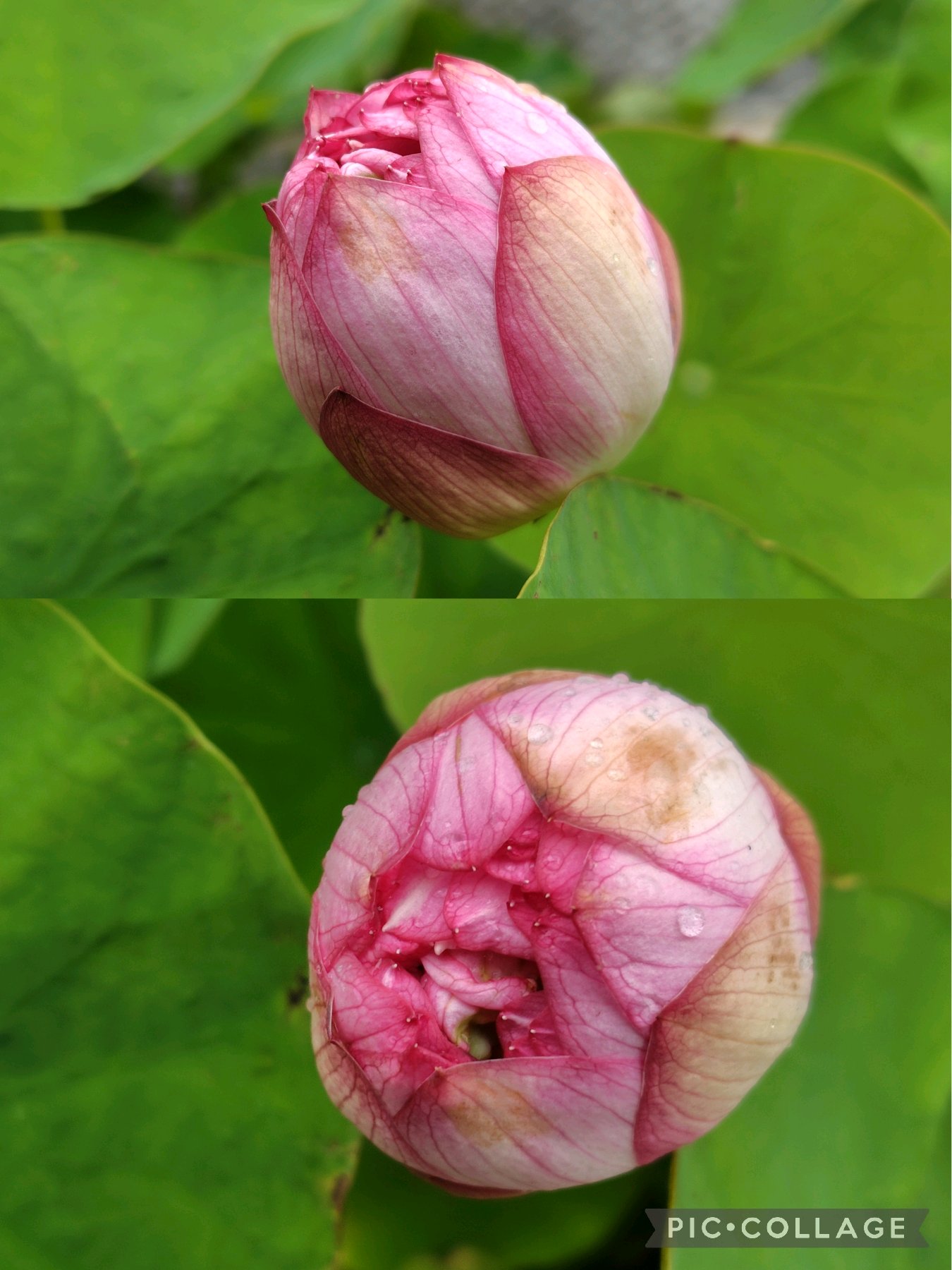 ハスの花 咲くまで｜🍀GreenSnap（グリーンスナップ）