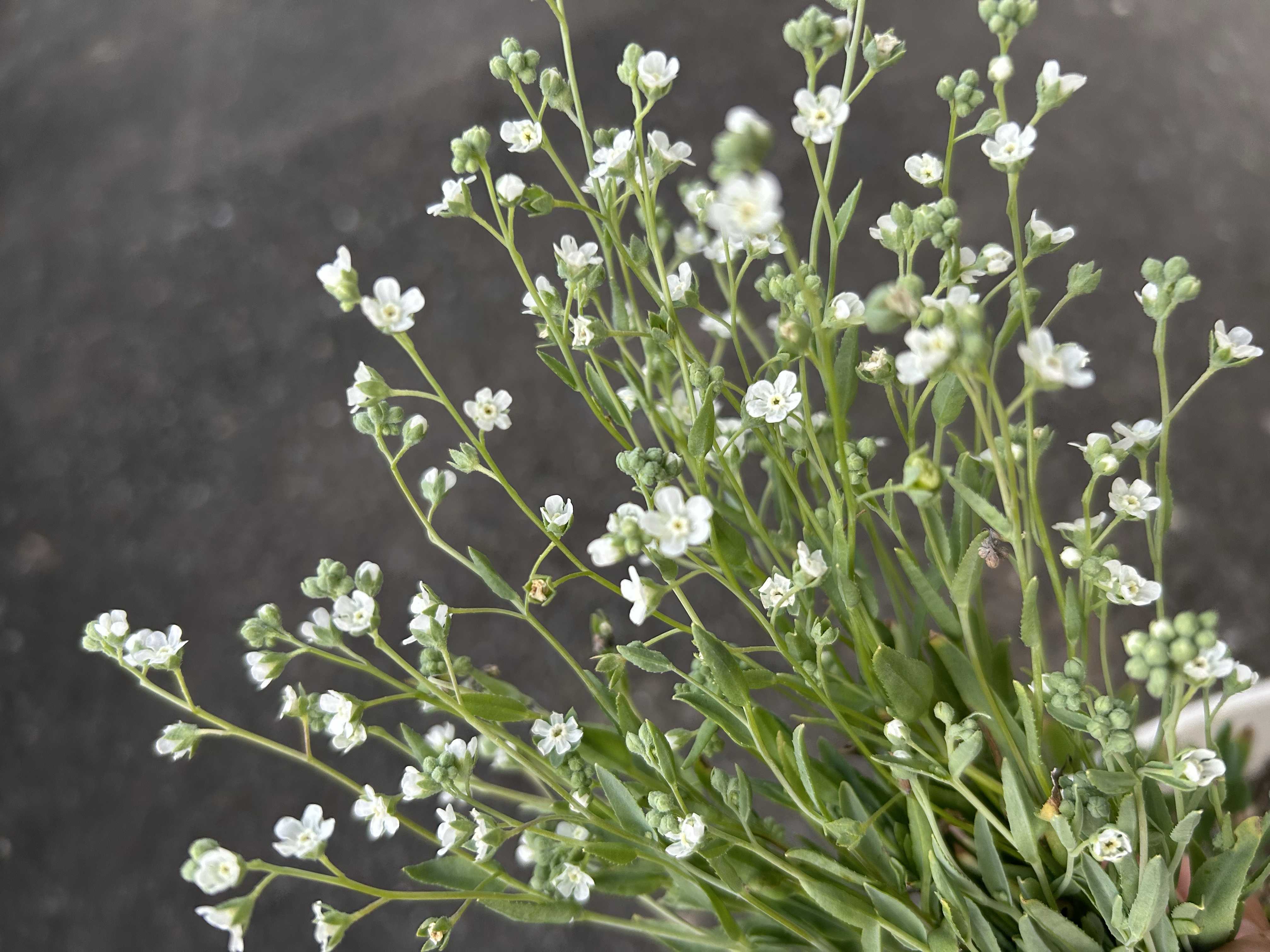 オンファロデスの一覧｜🍀GreenSnap（グリーンスナップ）