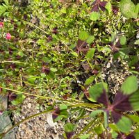 オキザリス・デッペイの画像