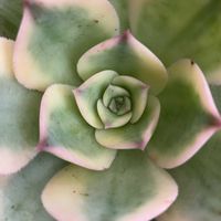 アエオニウム サンバースト,多肉植物,ガーデニング,アエオニウム属の画像