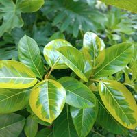 アルテシマ,フィカス・アルテシマ,観葉植物,熱帯植物,botanical lifeの画像