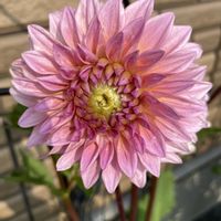 ダリア,球根から,咲きました ♪,庭の画像