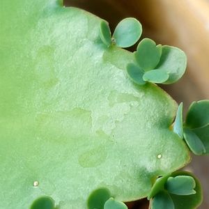 セイロンベンケイソウ,セイロンベンケイソウ,鉢植え,棚,ベランダの画像