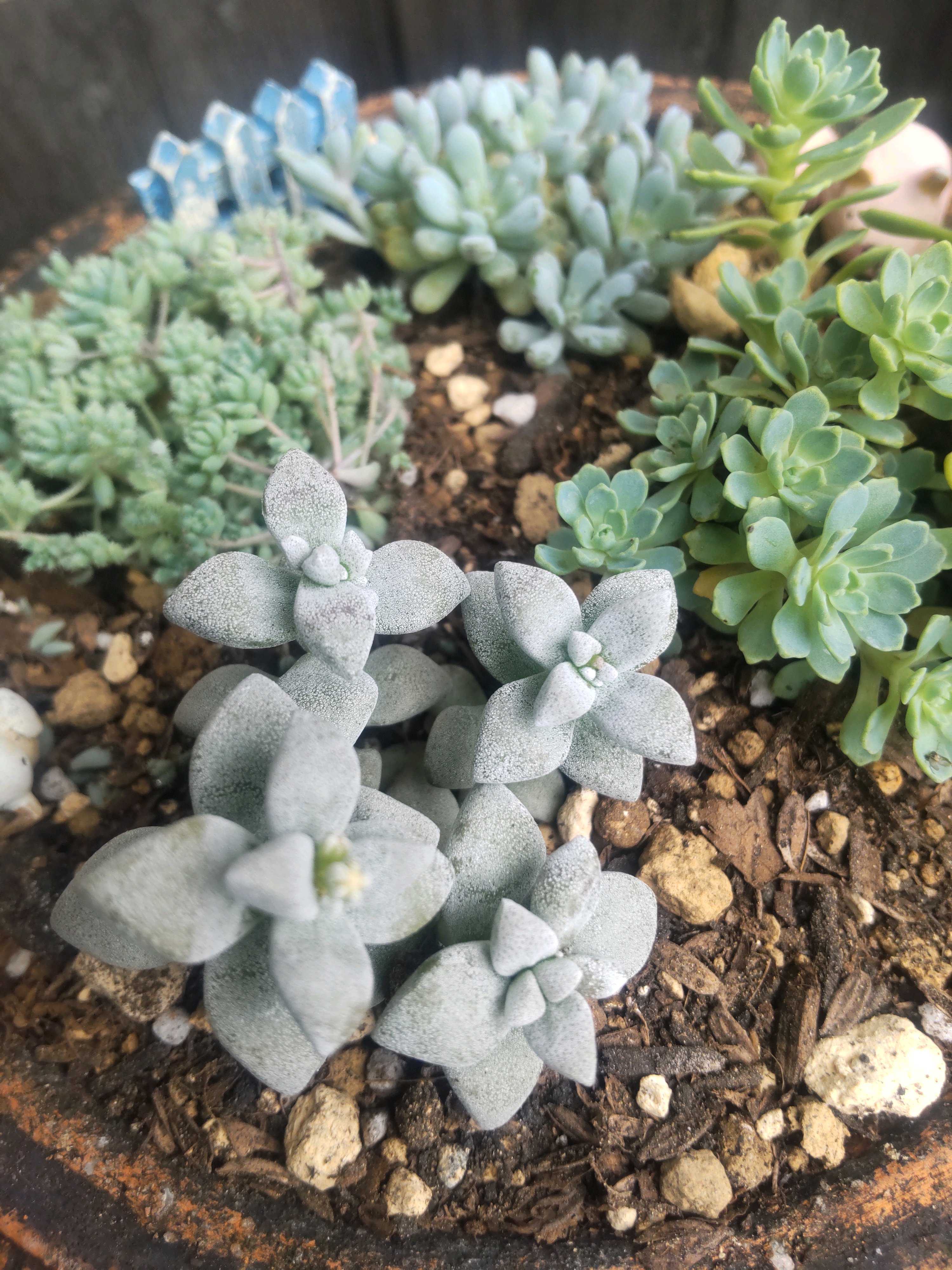 くまこさま　ローズセダム　★ セダム モコランド | PROVEN WINNERS (PW)【植物の国際ブランド】