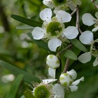 レモンティーツリー,花のある暮らし,我が家のお花,カワイイ♡の画像