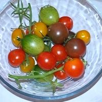 カモミール,ミニトマト,棕櫚竹(シュロチク),Basilの画像