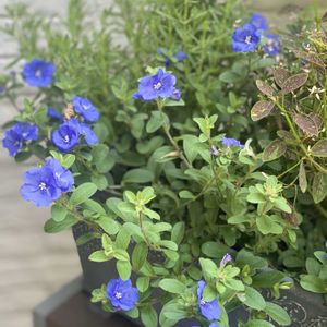 エボルブルス ブルーラグーン,鉢植え,開花,青い花,緑が好きの画像
