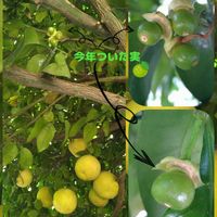 グレープフルーツ,実生,ビタミンカラー,種から,実生の日の画像