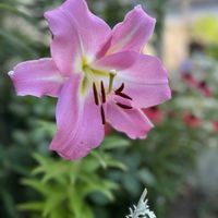 ガウラ,カサブランカ,センニチコウ,ガウラ リリポップピンク,ピンクカサブランカの画像