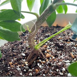 シェフレラ,カポック,観葉植物,100均観葉植物,植物大好きの画像