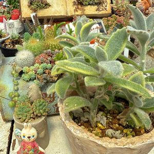 月兎耳錦,サボテン科,いつもありがとう♡,サボテンの寄せ植え,ジャンクガーデンの画像