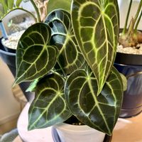 アンスリウム,ザミア,ザミア フロリダーナ,ディオーン スピヌロスム,アンスリウム クラリネルビウムの画像