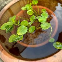 ウォーターポピー,小さな庭の画像