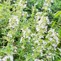 レモンタイム,レモンタイム,お出かけ先,庭の画像