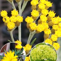 カレープラント,木曜モフモフ,Juneの会,2020年6月同期No.006,一期一会のお花♡の画像