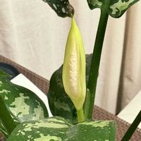 アグラオネマ・マリア,観葉植物,鮮やか ,癒し,グリーンのある暮らしの画像