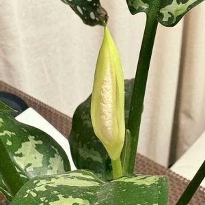 アグラオネマ・マリア,観葉植物,鮮やか ,癒し,グリーンのある暮らしの画像