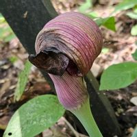 ドクダミ,ムサシアブミ,ムサシアブミ花後,ムサシアブミの若い実,出先の画像