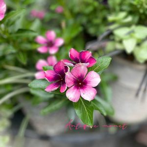 モネアンティーク,ビンカ　モネアンティーク,北島園芸オリジナルビンカ,ニチニチソウ モネアンティーク,ナチュラルガーデンの画像