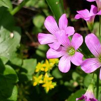 ムラサキカタバミ,野草,木曜日は桃色,ザ･草wの画像