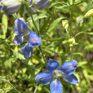 ストロベリーミント,セダム パリダム,八重ジニア,デリフェニュウム,ヒペリカム濃い紅の画像